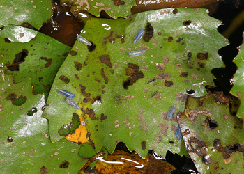 Seerosenzirpe (Erotettix cyane) - © Gernot Kunz